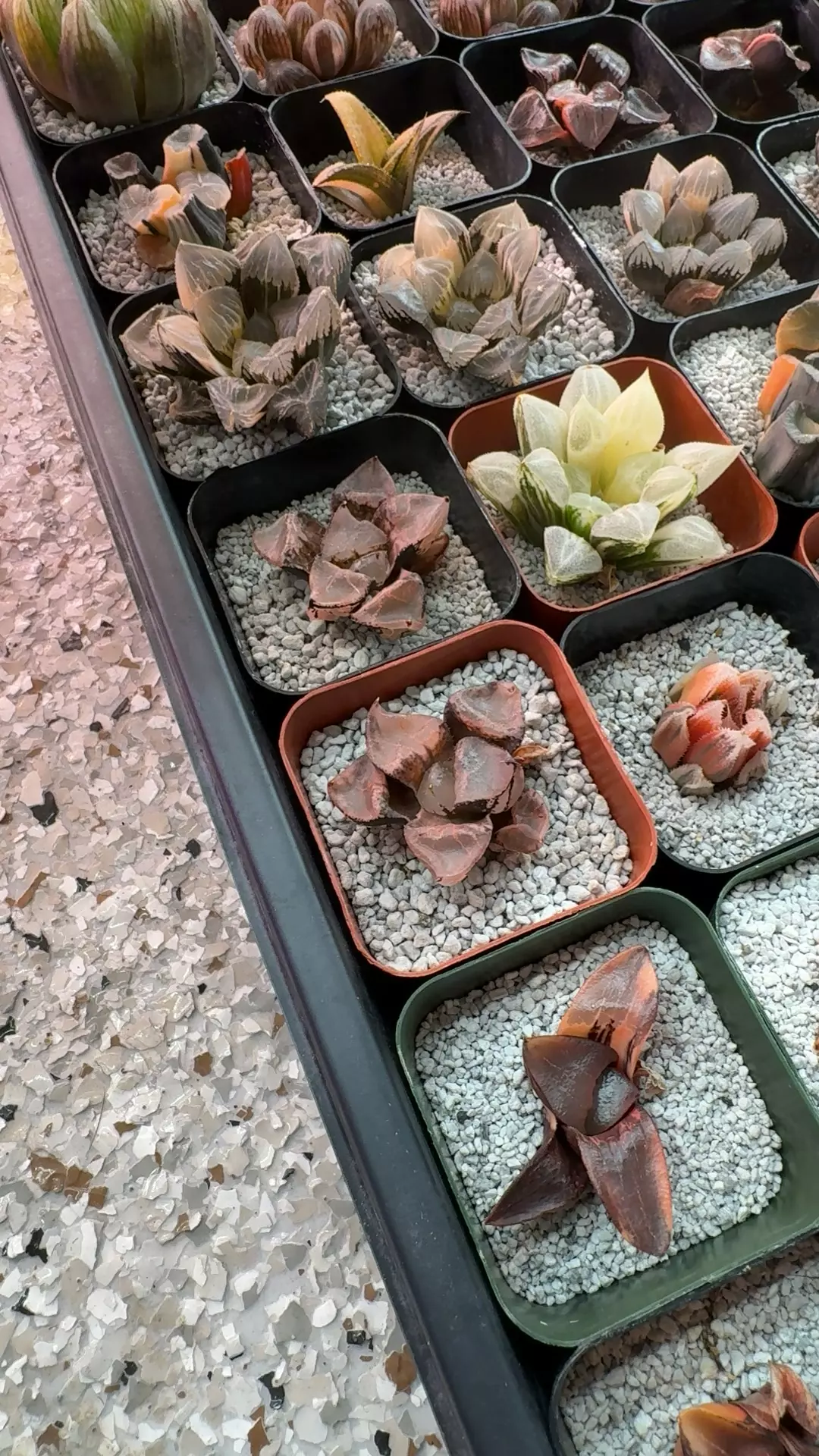 Ice Queen larger thumbnail