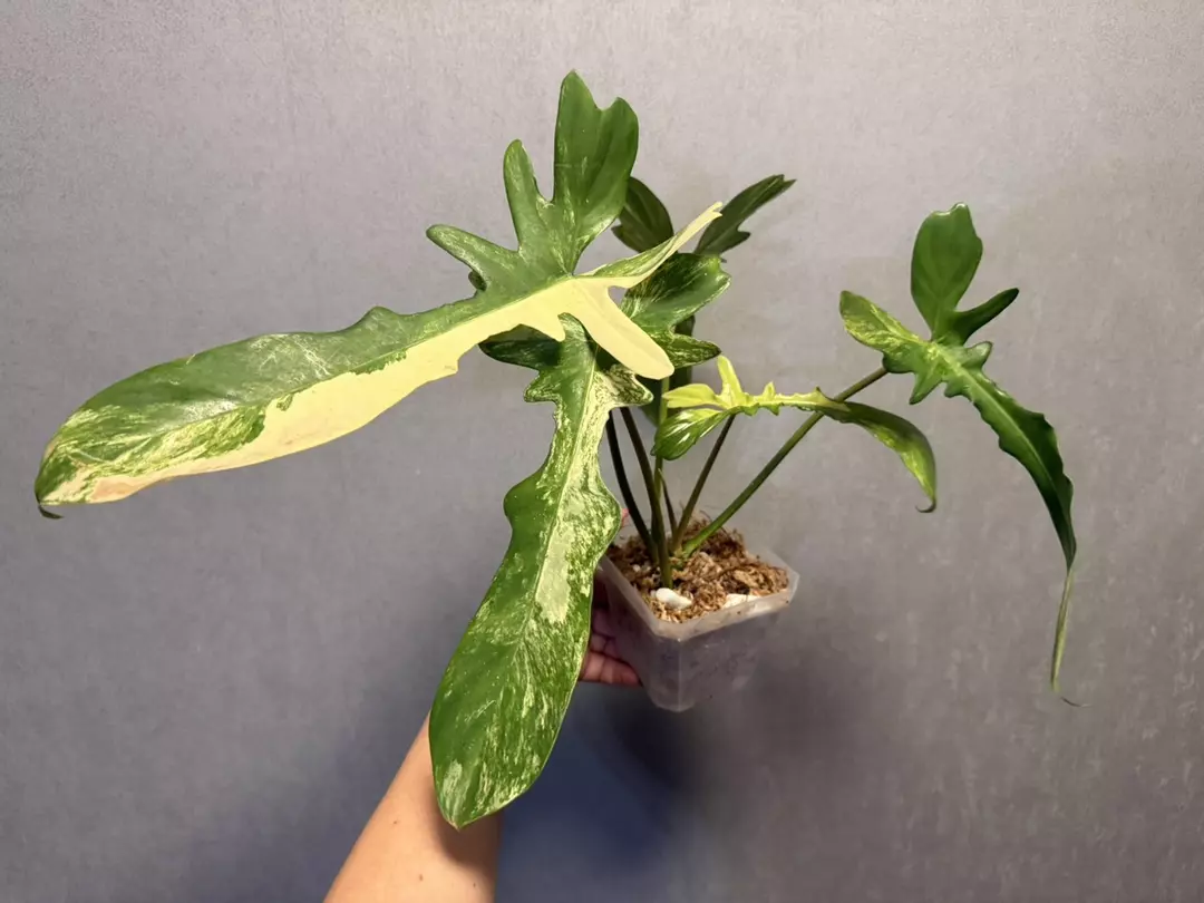 philodendron Florida Beauty x Mayoi (narrow form) thumbnail