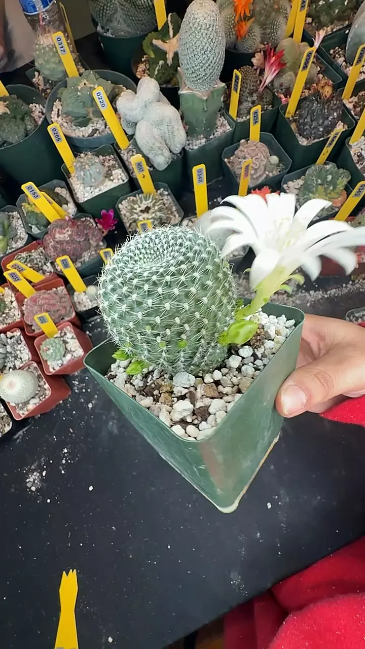 335 Rebutia krainziana white flower thumbnail