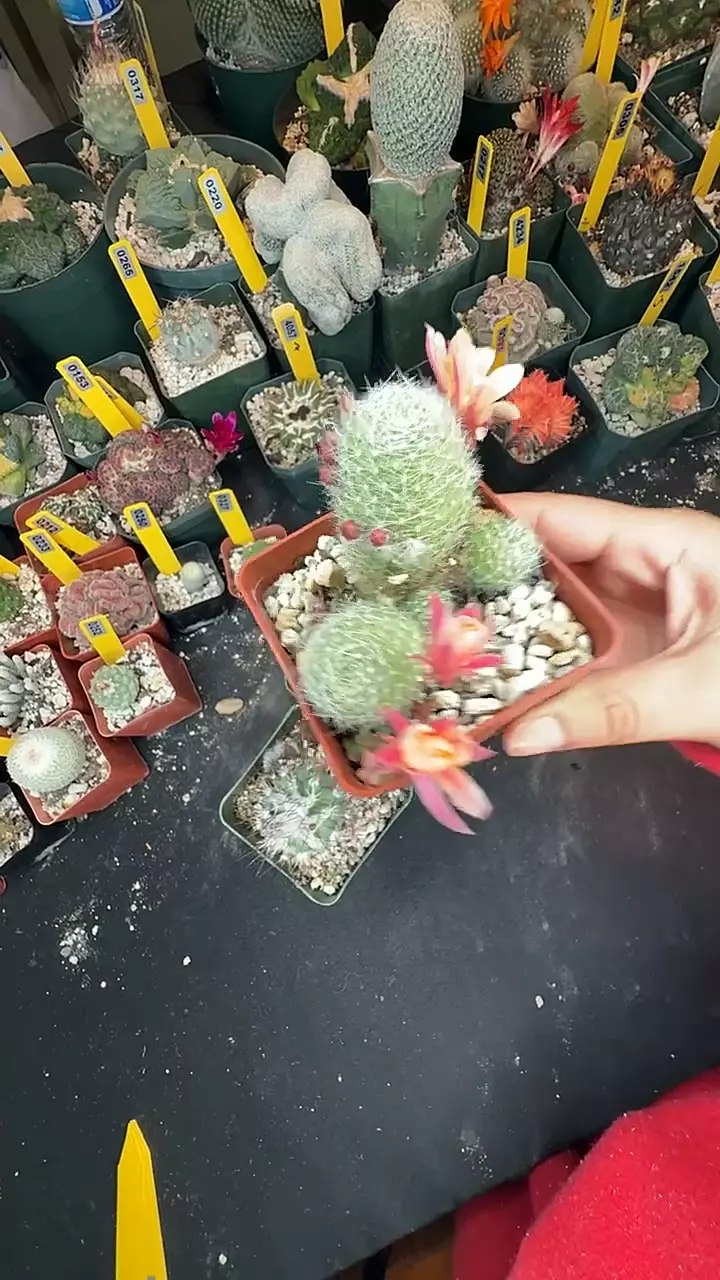 343 Rebutia pipes of peace thumbnail