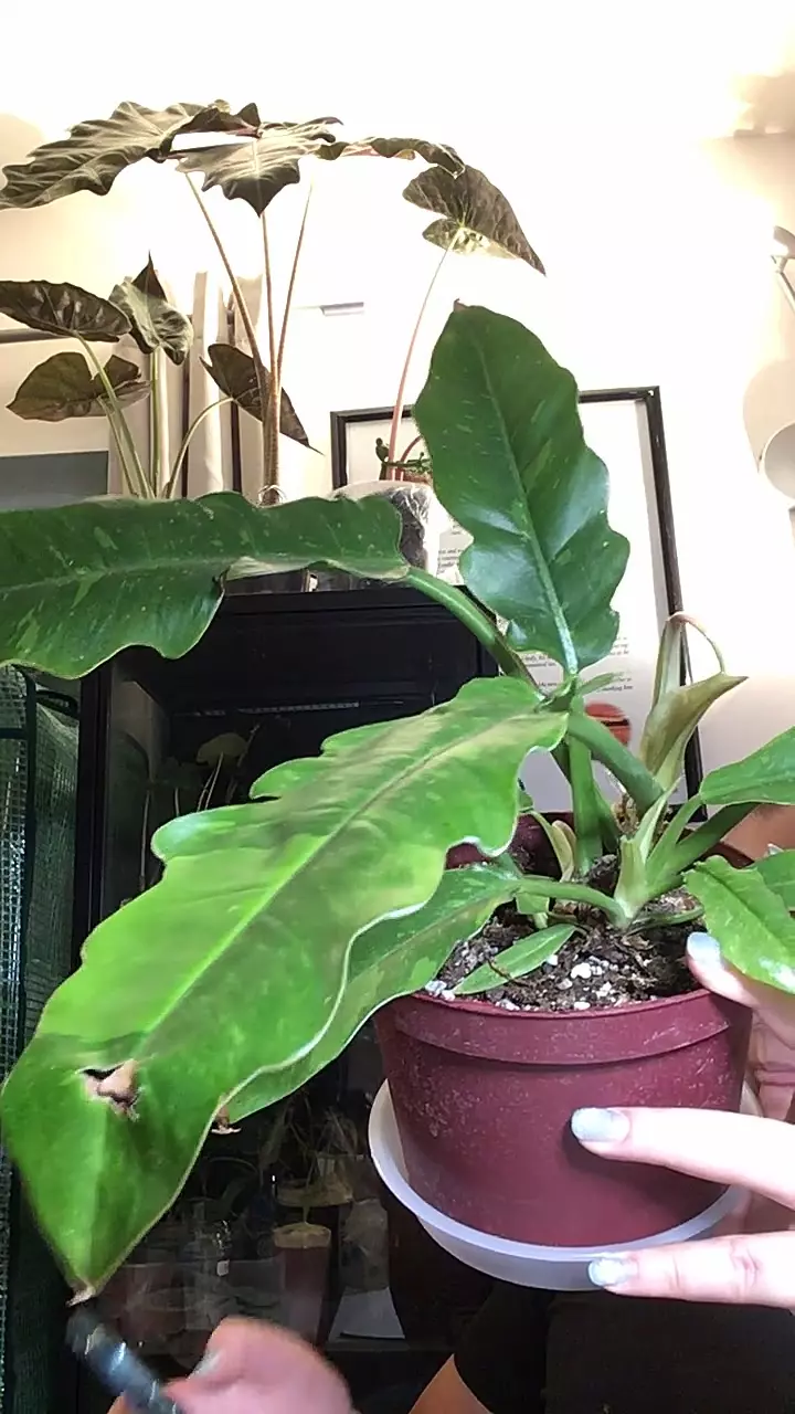 Ring of fire philo thumbnail