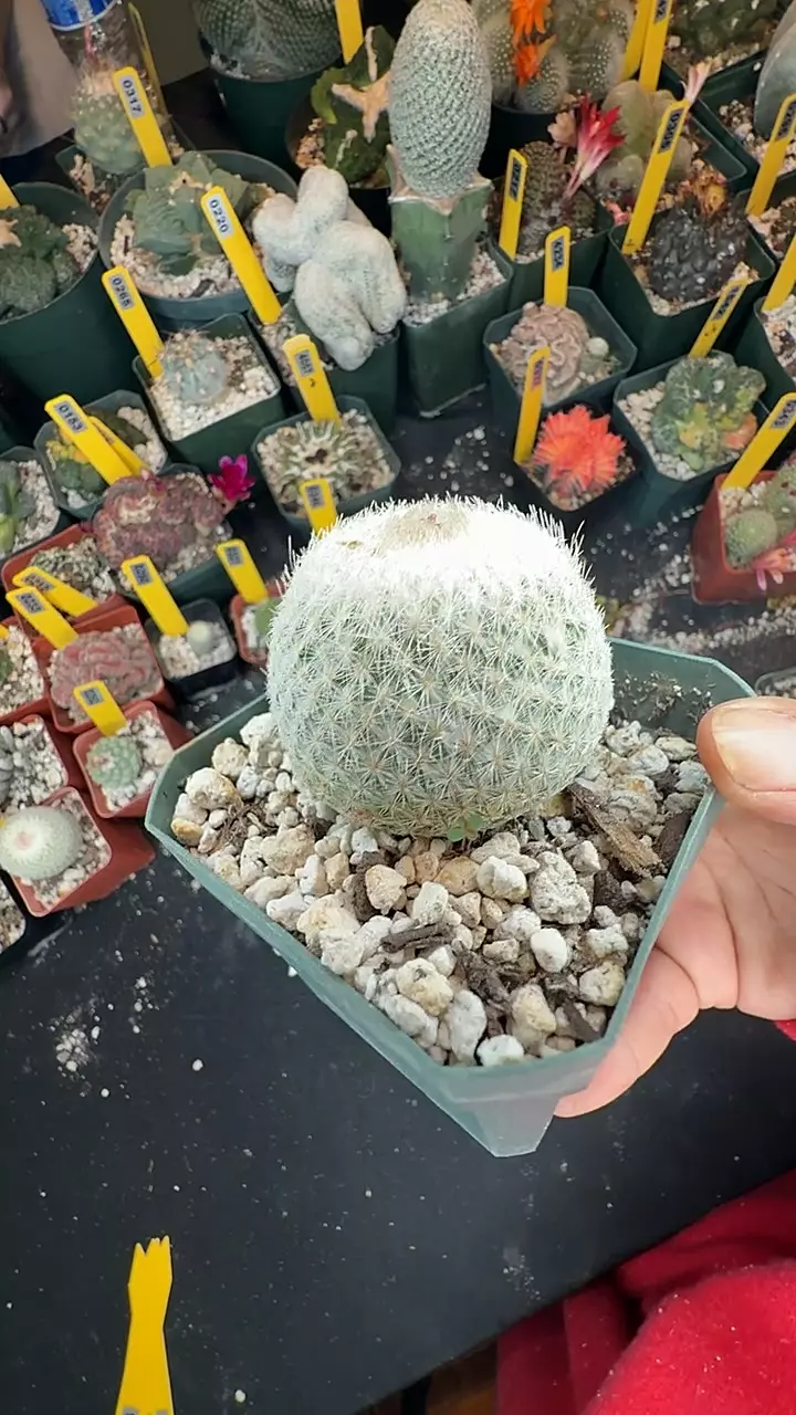 348 epithelantha micromeres thumbnail