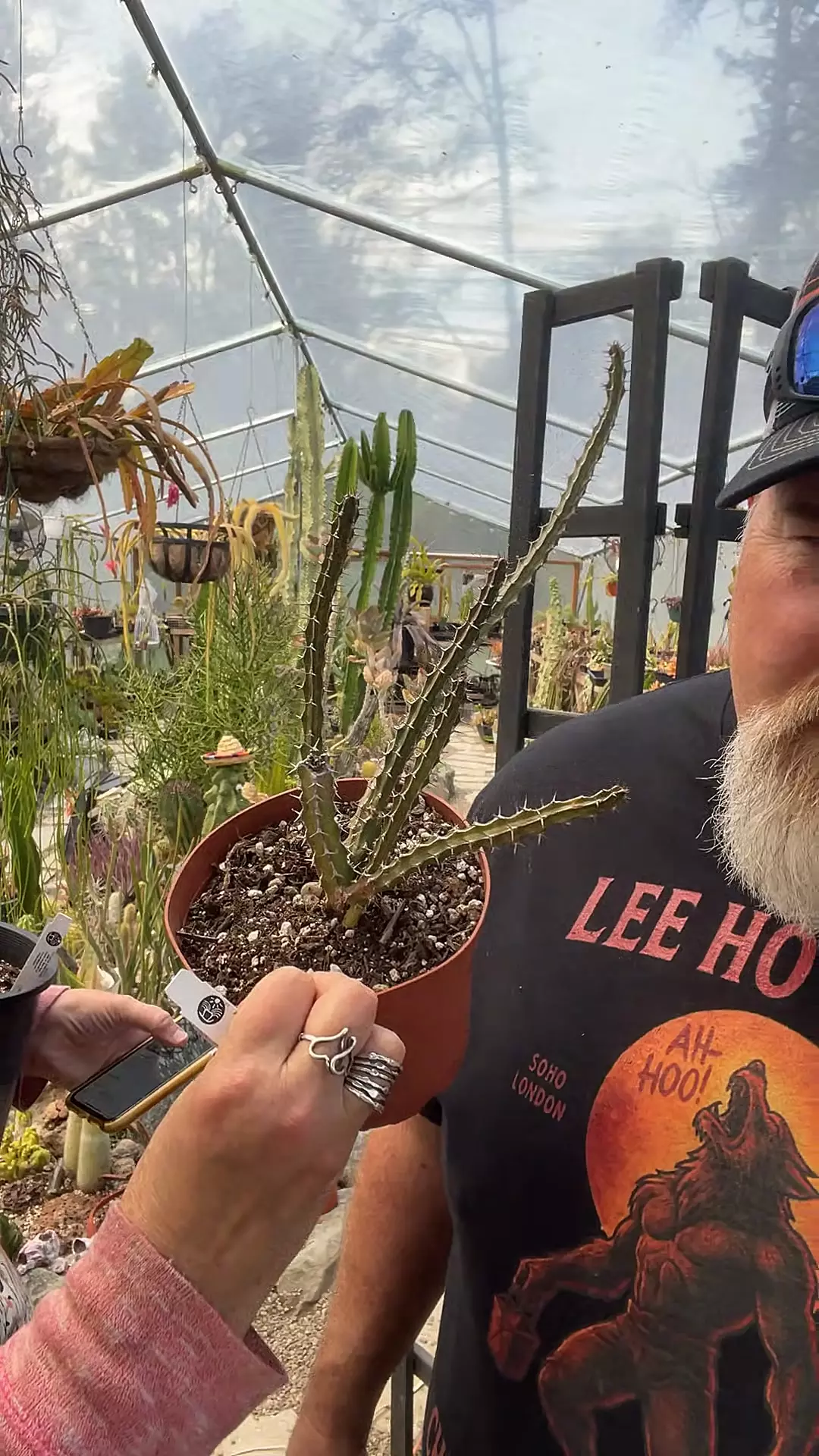 Euphorbia Griseola ss Griseola 6” thumbnail