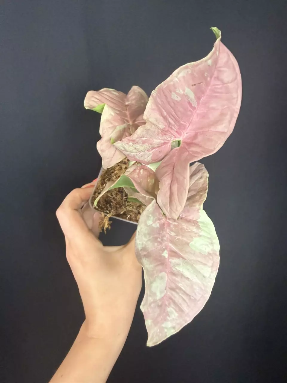 Syngonium Pink Aura thumbnail