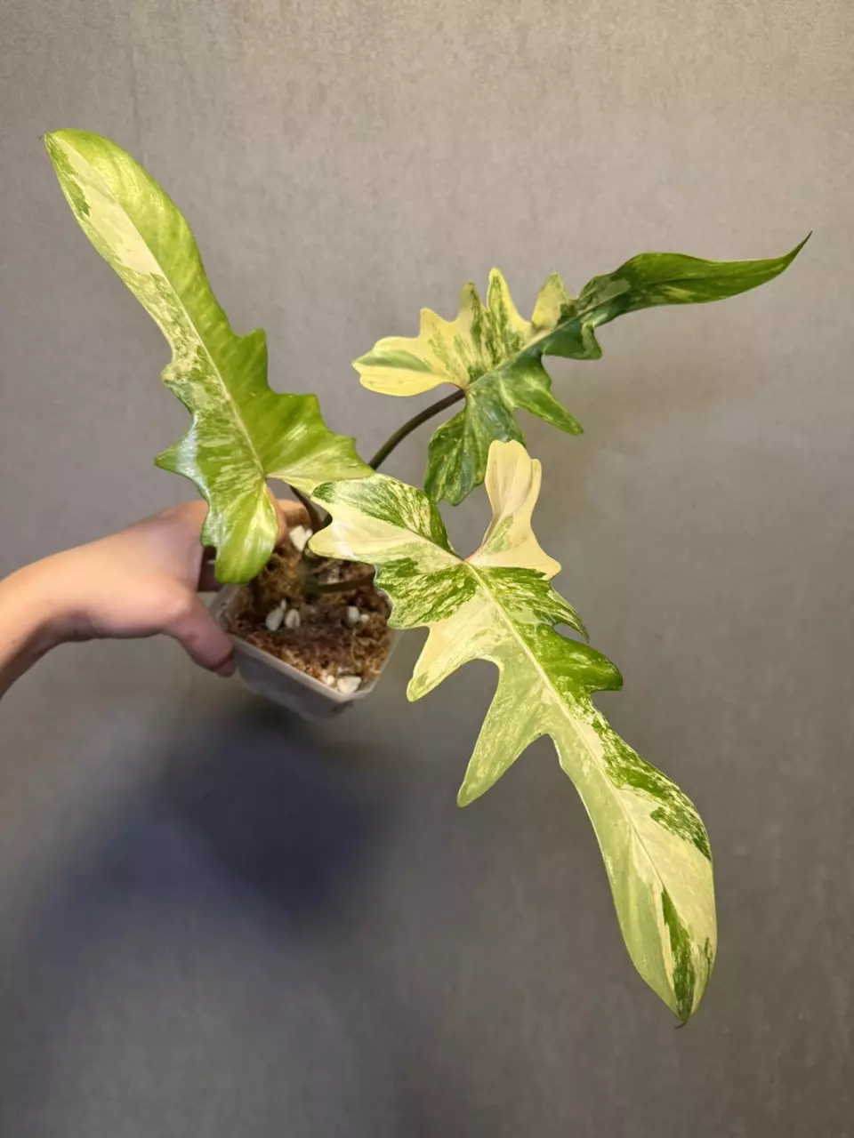 Philodendrom Florida Beauty x Mayoi Red Stem thumbnail