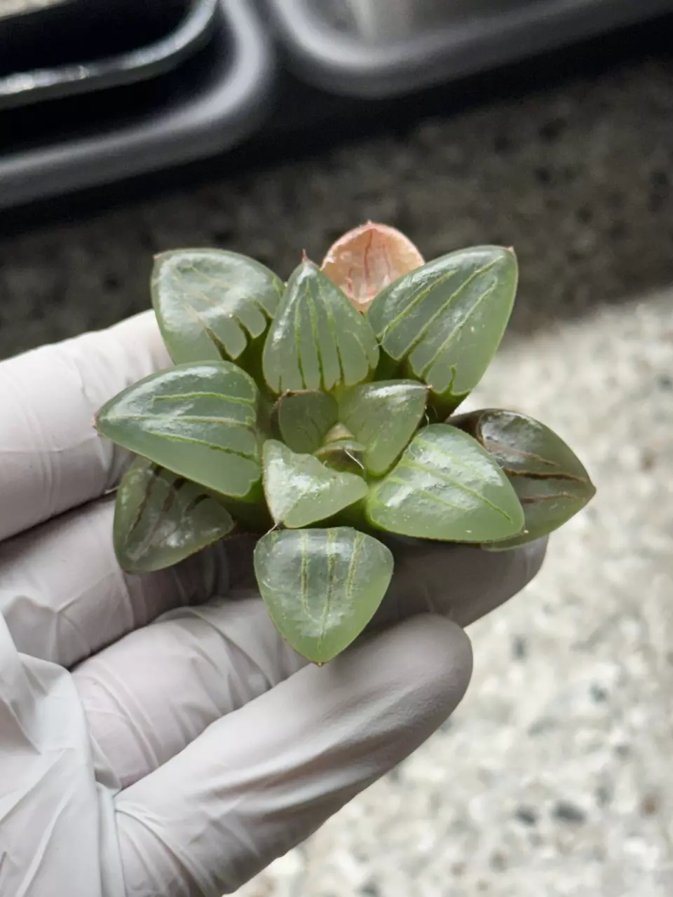 CuiHu Shou / Emerald Tiger thumbnail