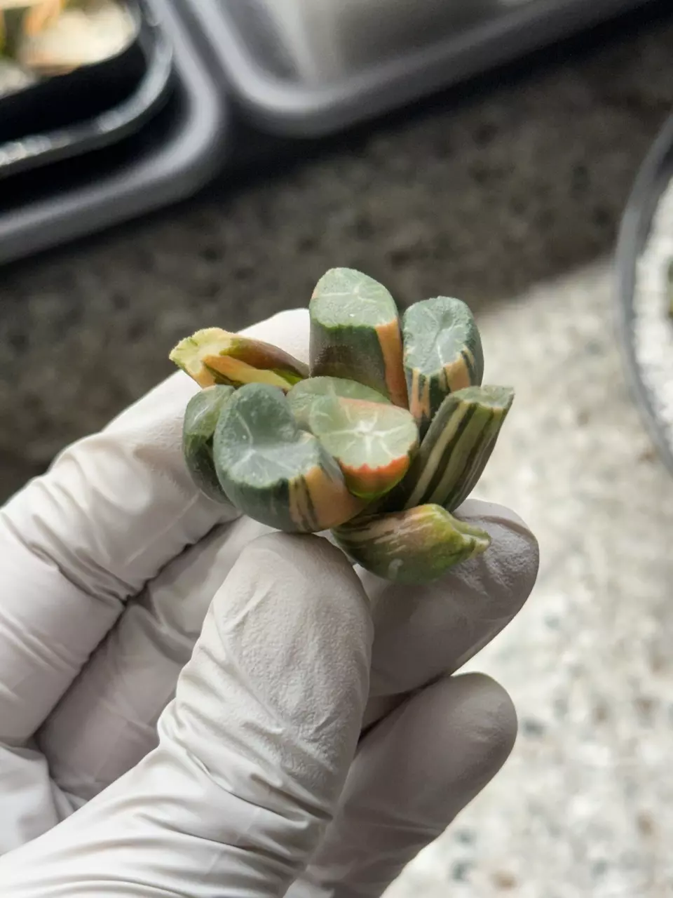 Snow Sleigh Maughanii thumbnail