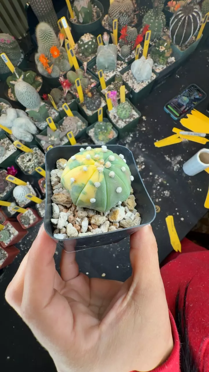 319 Astro variegate thumbnail