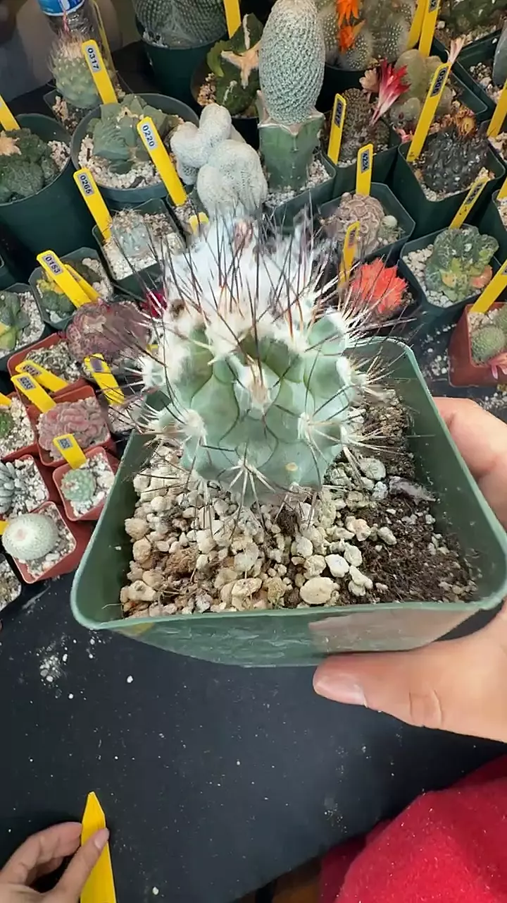 344 Turbinicarpus gielsdorfianus thumbnail