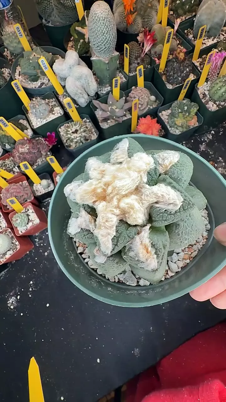 330 ariocarpus lloydii thumbnail
