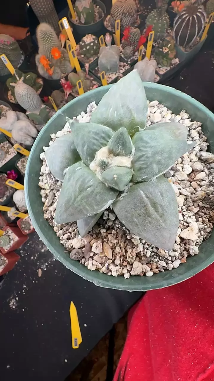 318 ariocarpus retusus special pattern thumbnail