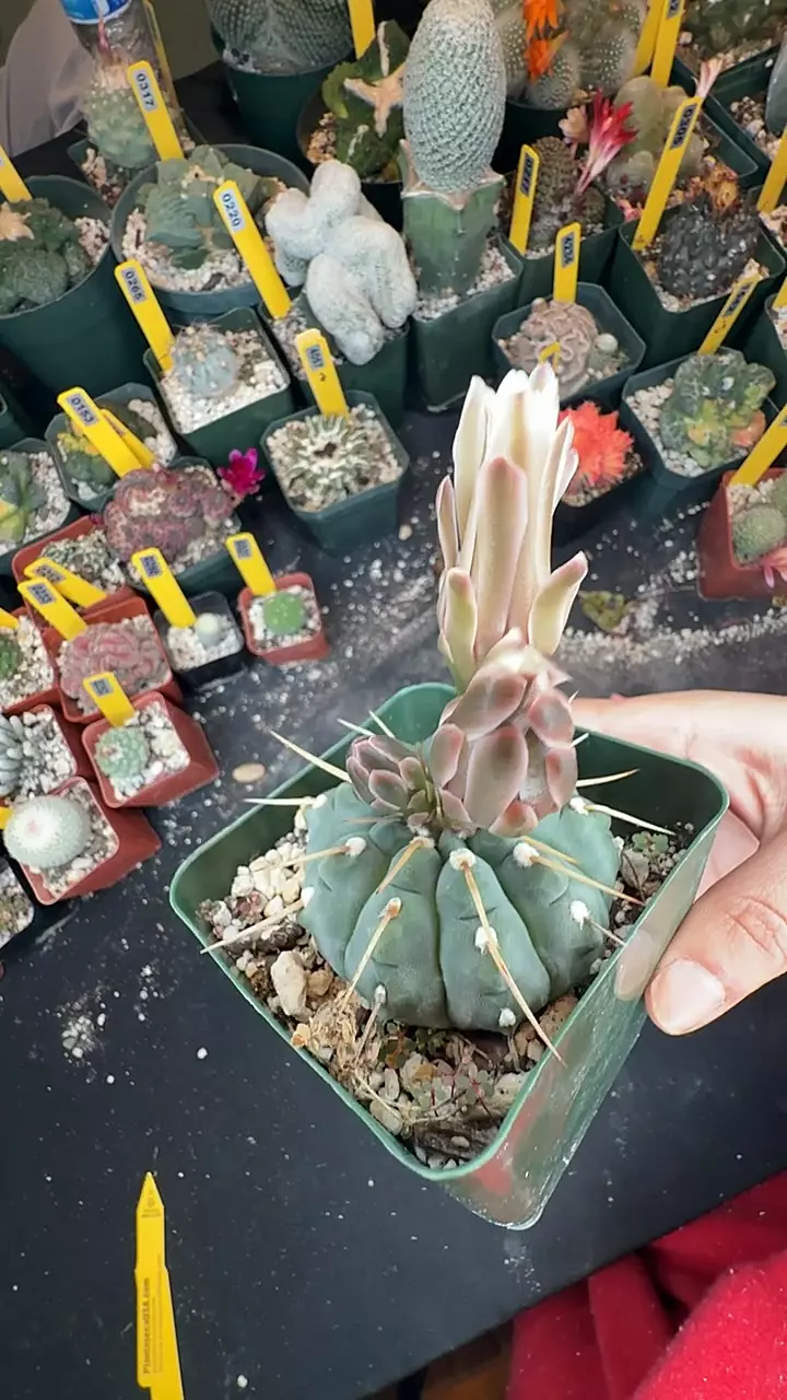 345 gymno vatteri thumbnail