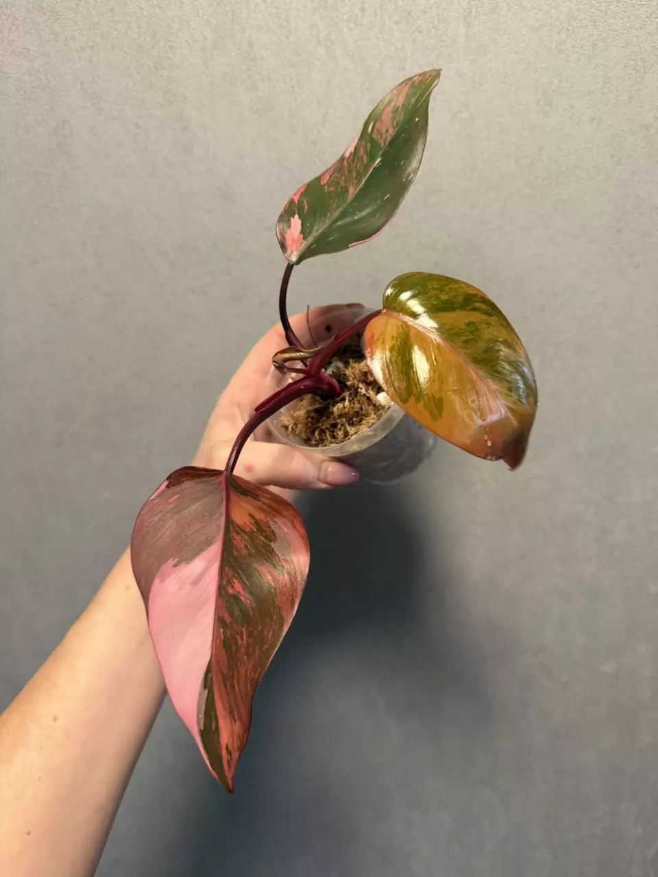 Philodendrom Fire Princess thumbnail