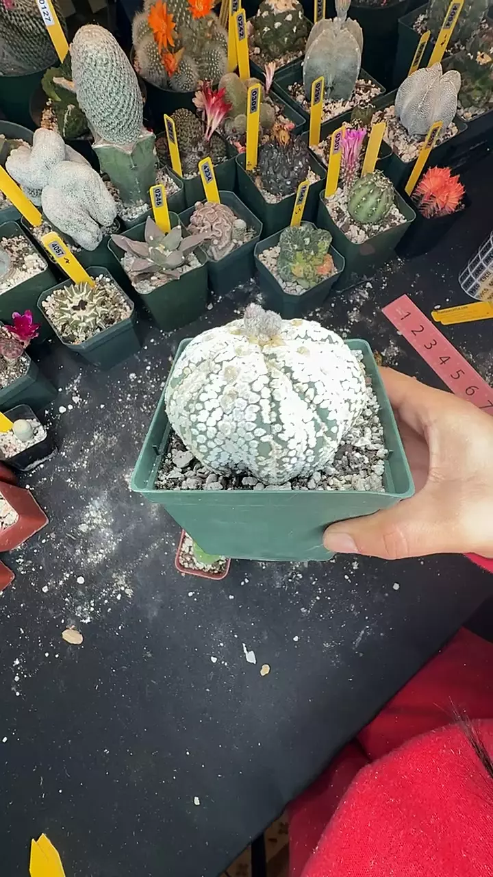 322 Astro super kabuto thumbnail