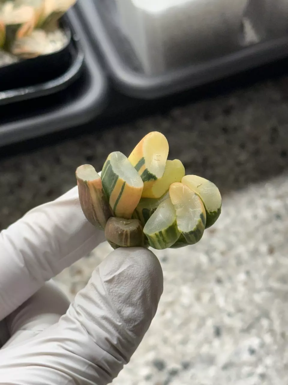 Rhine Lake Maughanii thumbnail