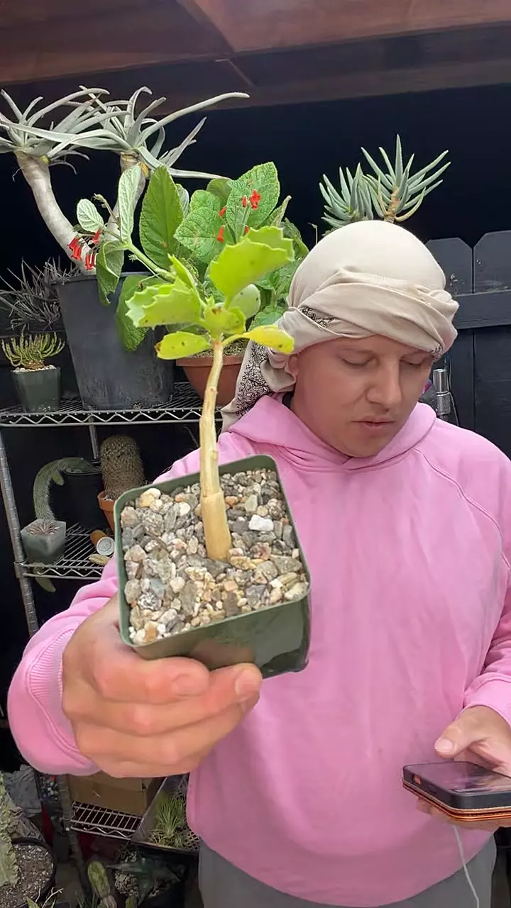 Cyphostemma Cirrhosum thumbnail