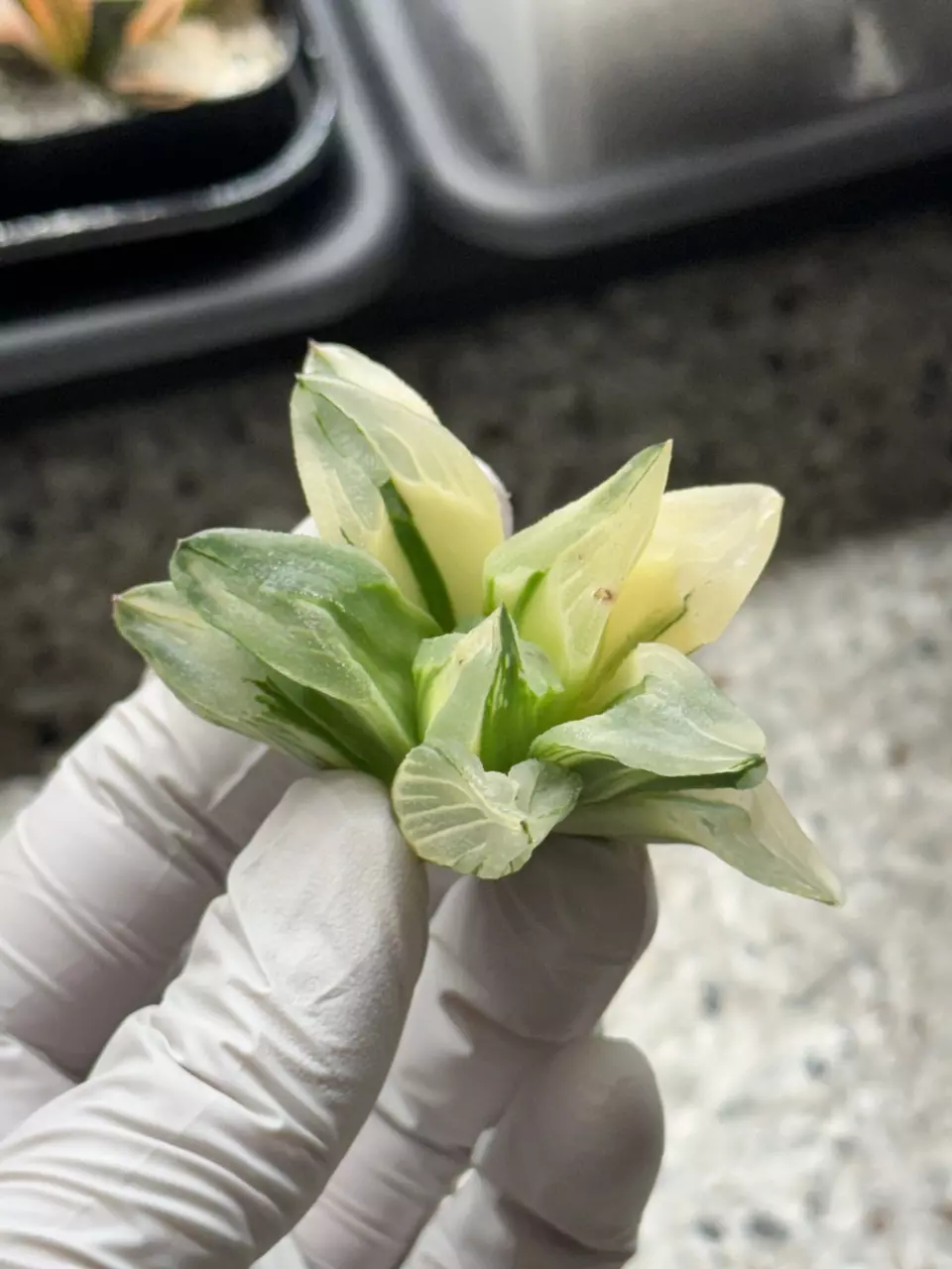 Ice City var. thumbnail