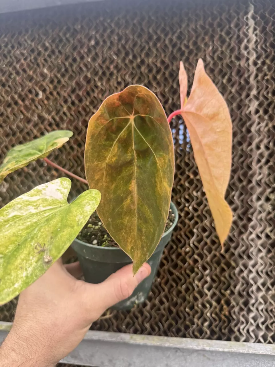 Waroq/Crystal x velvet mask/Forgetti thumbnail