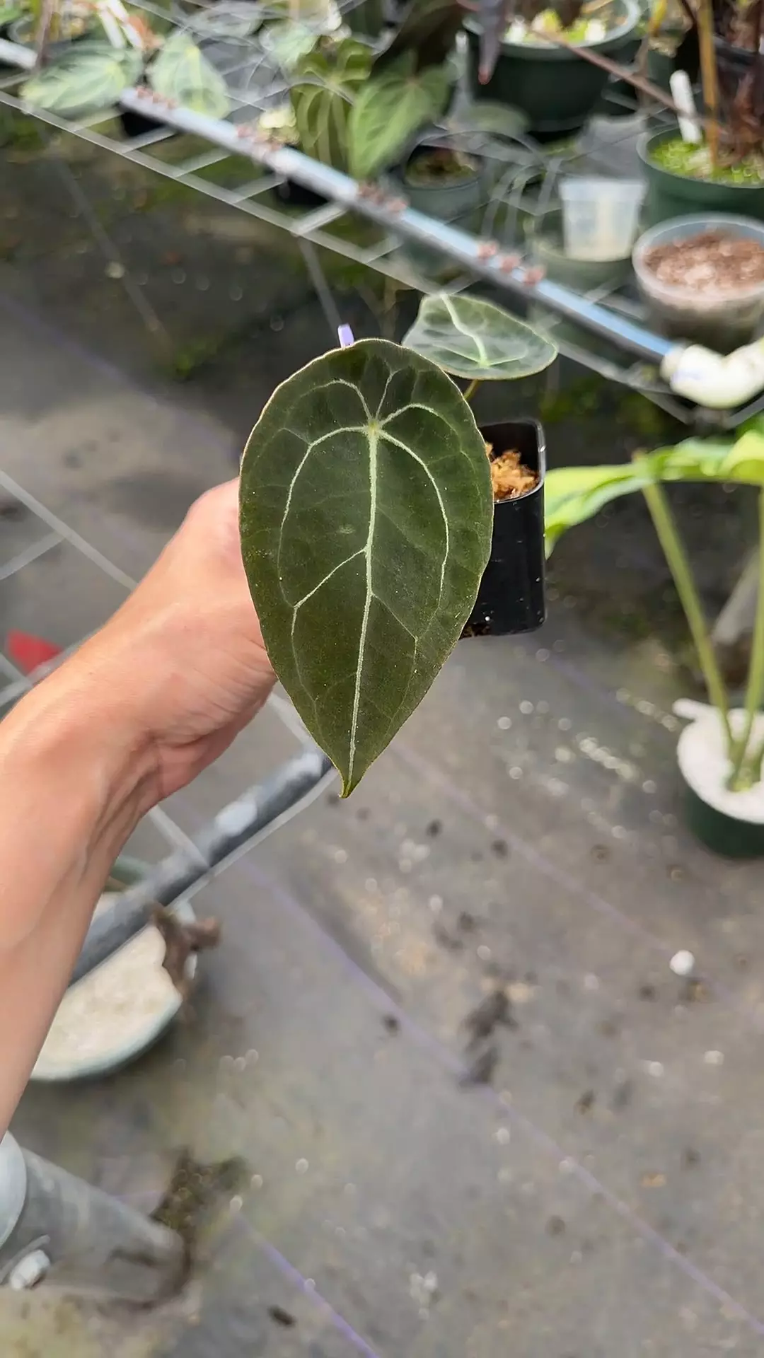 Mikero Prop Dark Forgetti thumbnail