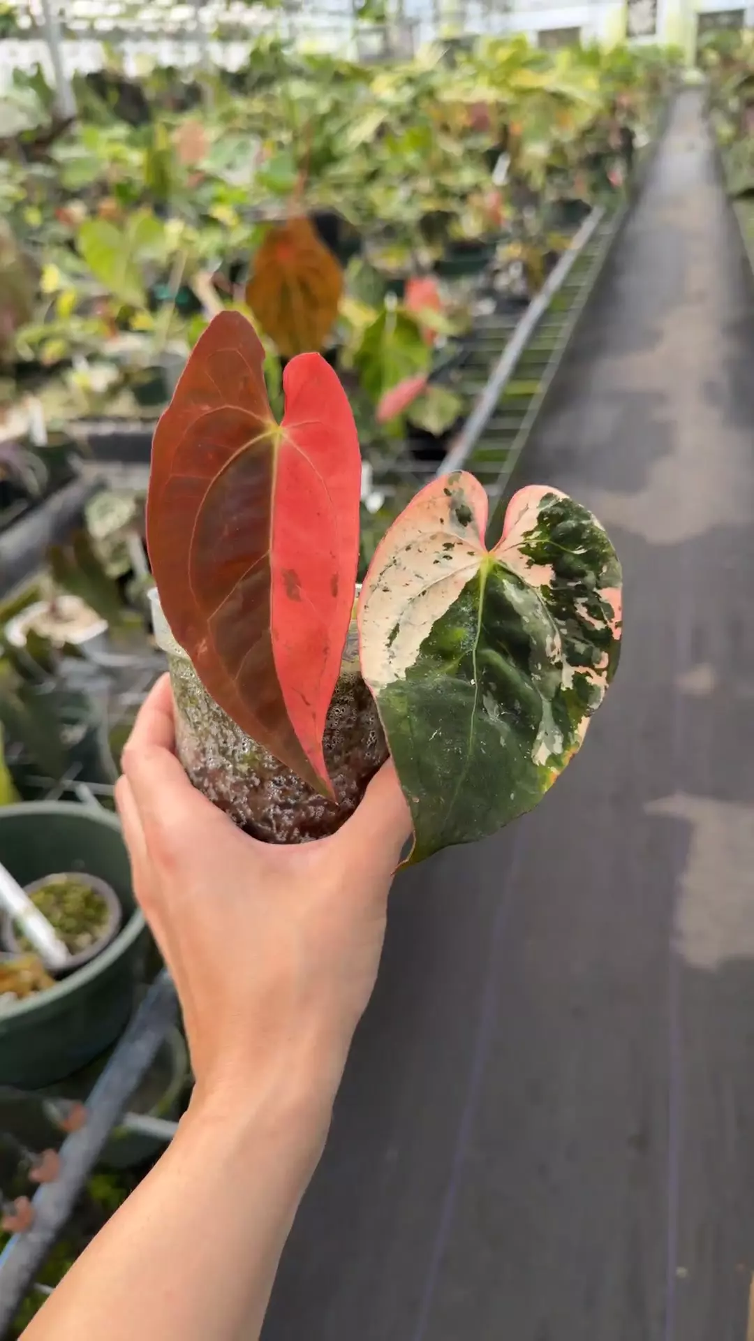 Peach Lava x Boullion thumbnail