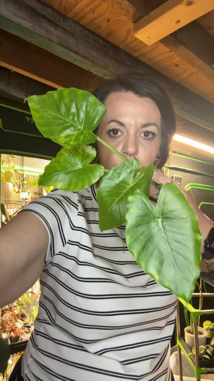 Alocasia Okinawa Aurea CORMS *GC* thumbnail