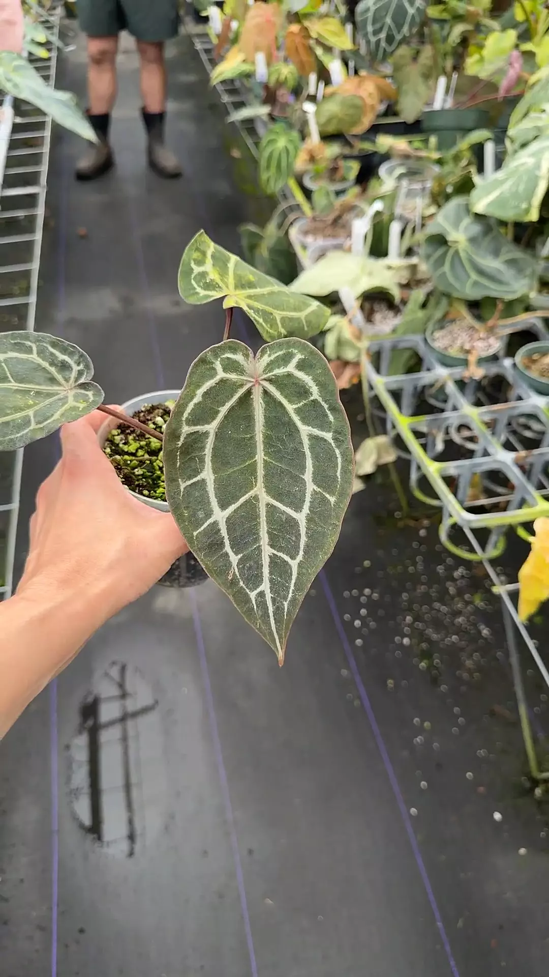 Mint Michelle thumbnail