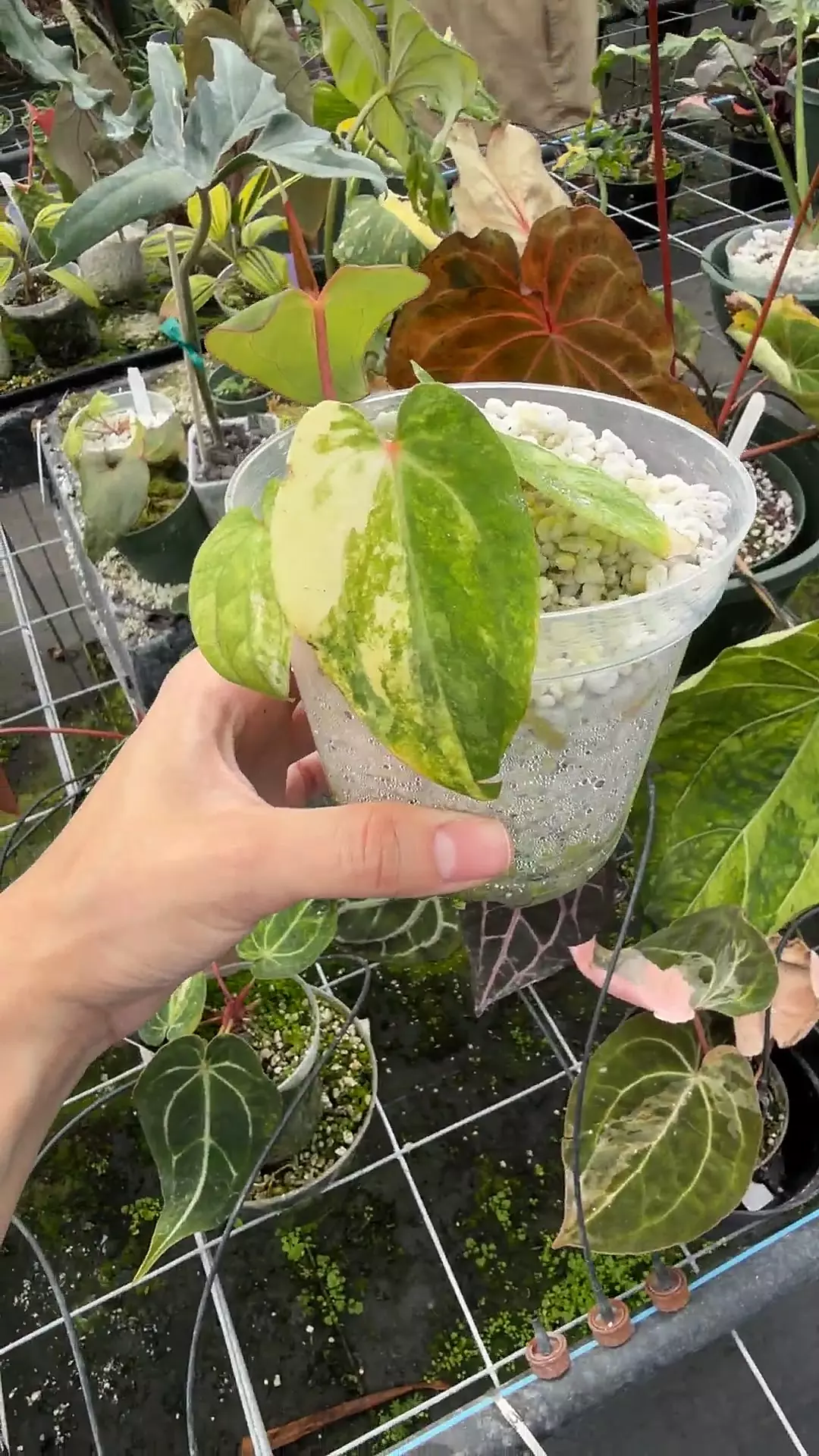 Pap x Carla thumbnail