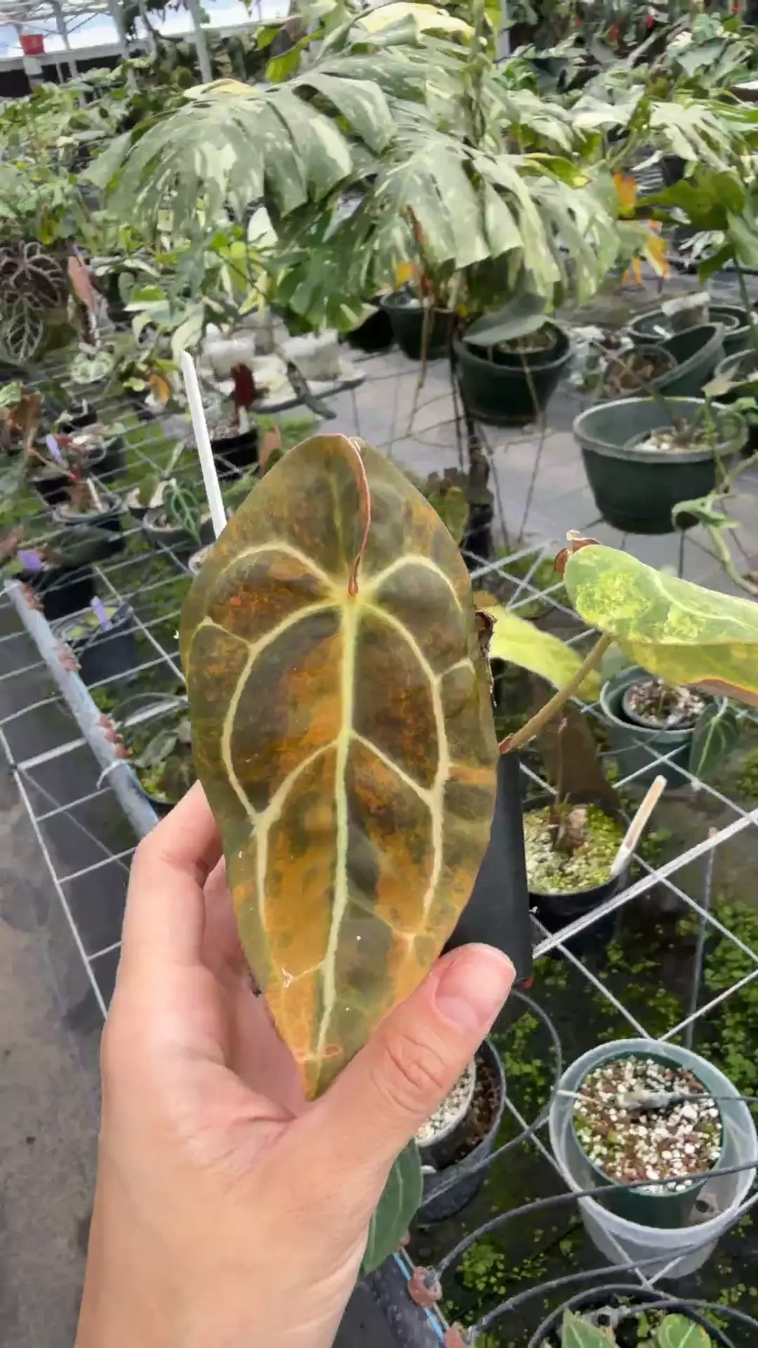 Twister x Carla Select thumbnail