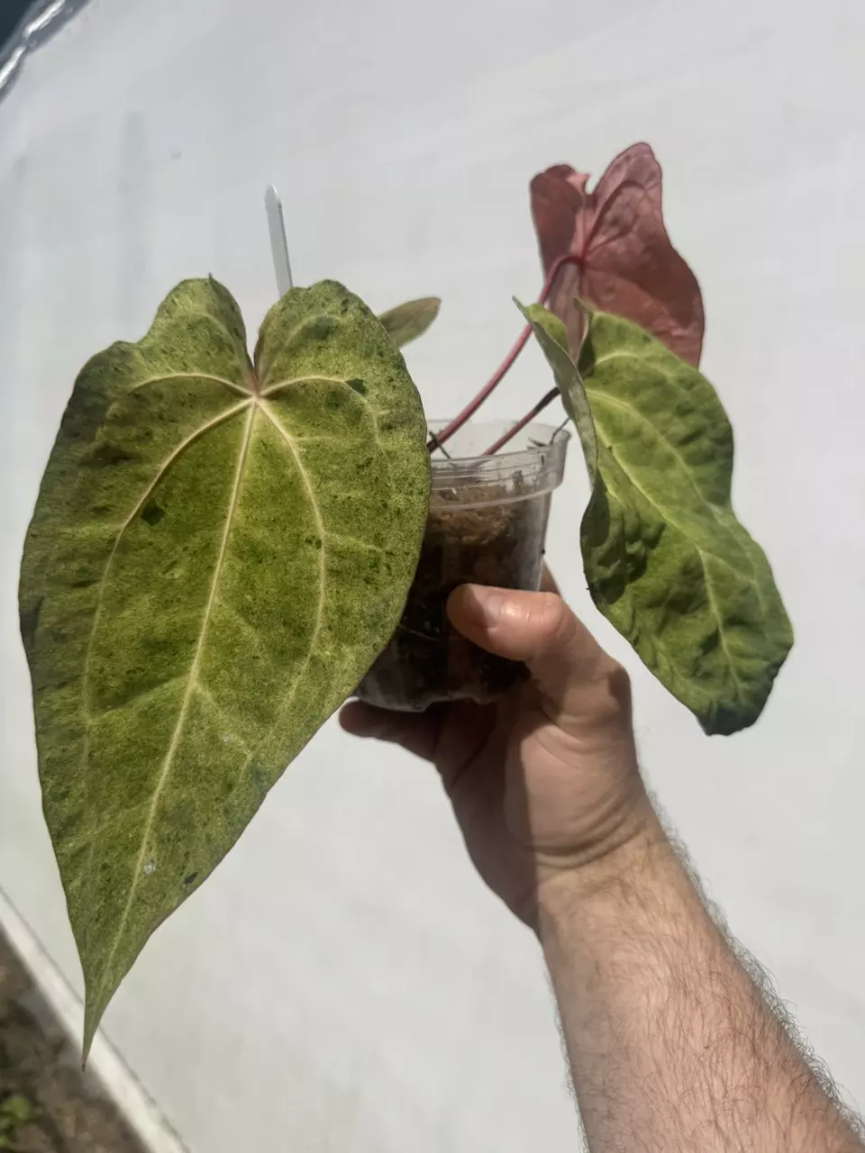 Block Hyb x RVDP Mint thumbnail