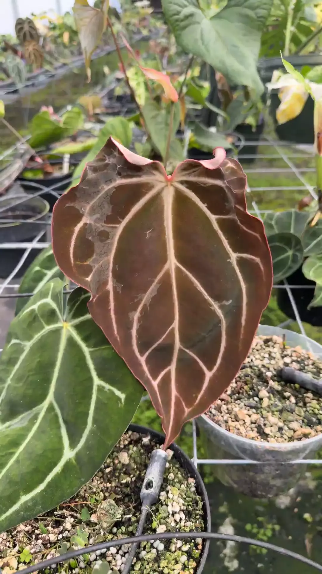 Carla x Zara/Michelle Flowering (you can tell by the flower) thumbnail