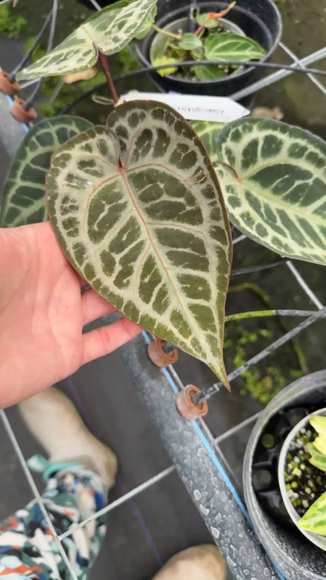 Dawn Light x Strawberry Crystal thumbnail