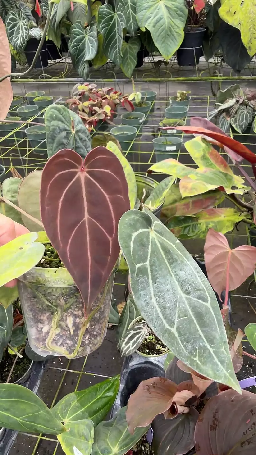 Carla x RC thumbnail