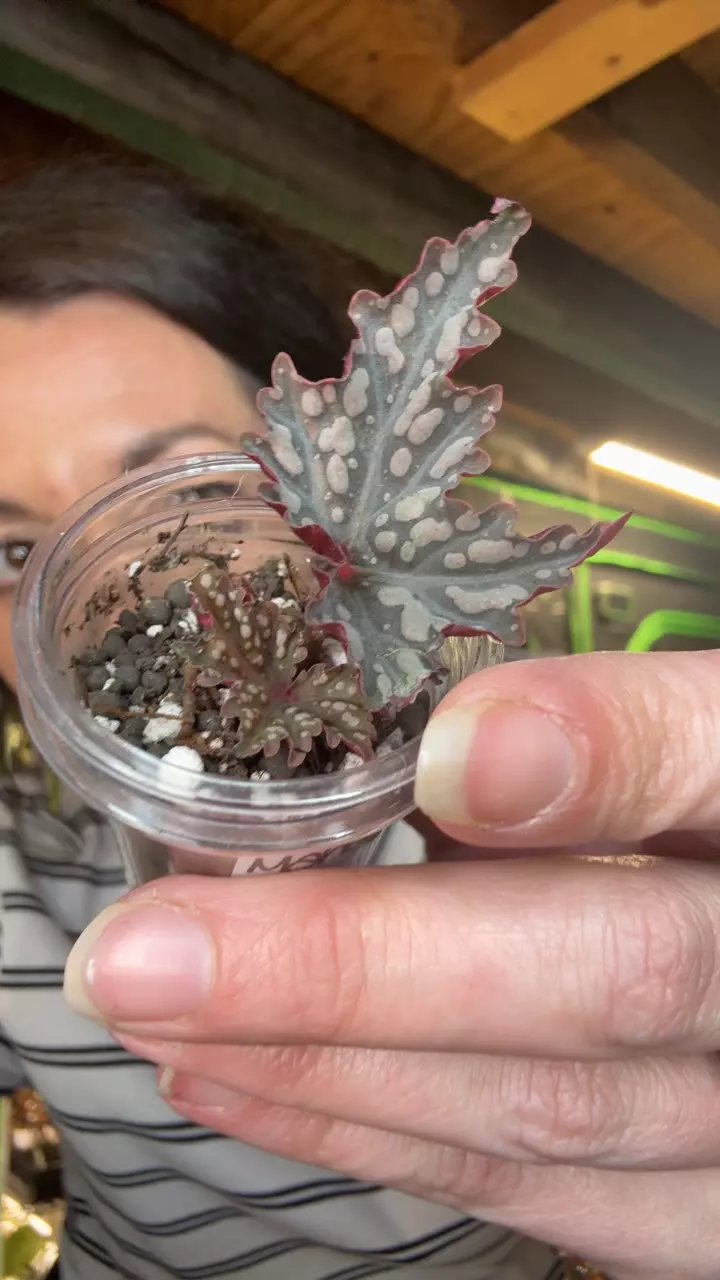 Begonia Izumo No Kiro bashi variegated thumbnail