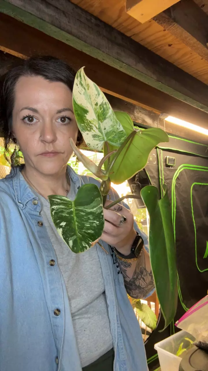 Philodendron Emerald King Lrg Top Cut thumbnail