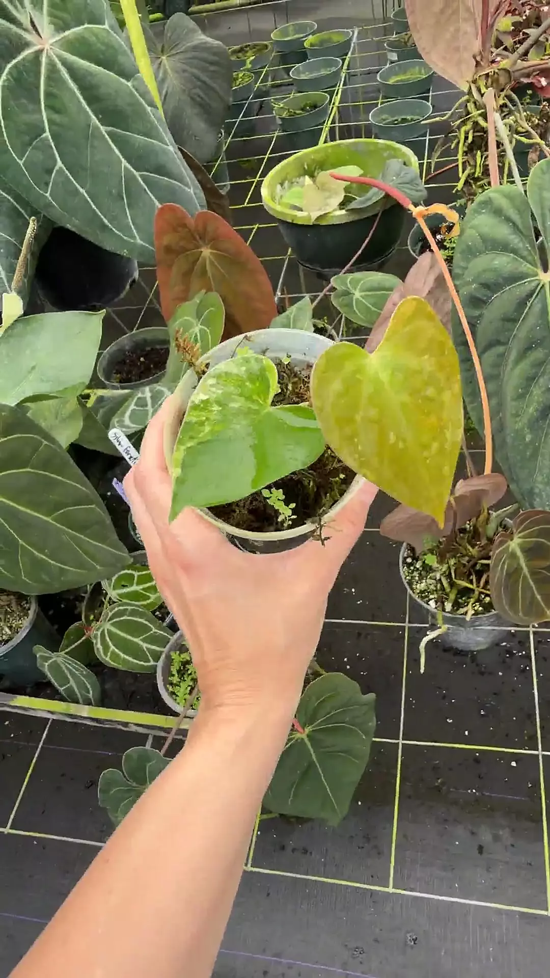 Variegated white heart thumbnail