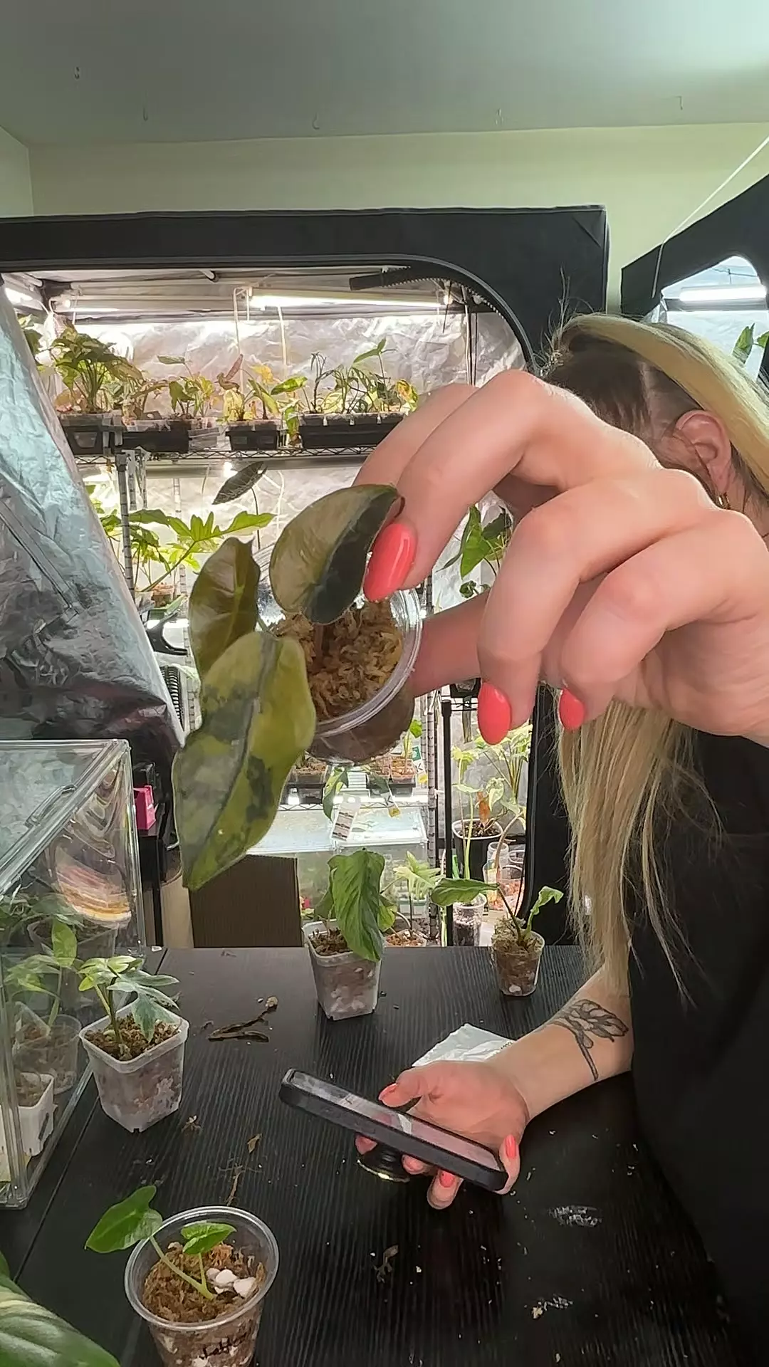 Alocasia chantieri aurea from corm thumbnail