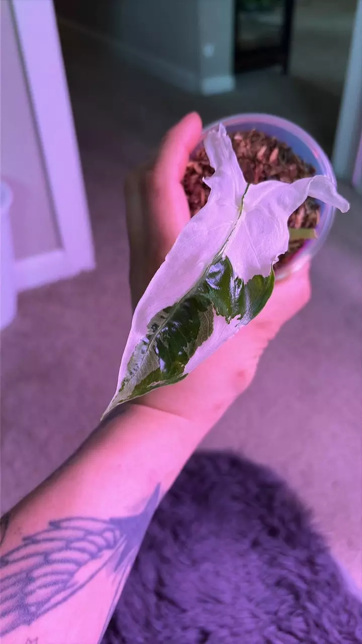 one leafer mutated pink back longiloba alocasia thumbnail