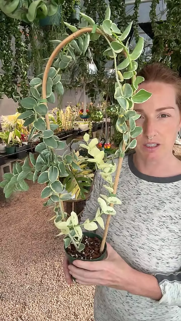 101: Variegated Hoya Cummingiana Albomarginata thumbnail