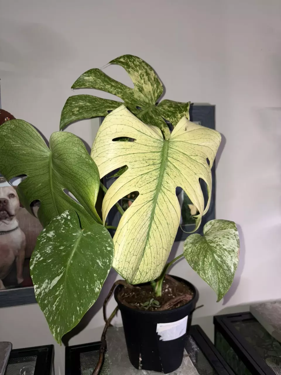 white monster monstera READ DESCRIPTION thumbnail