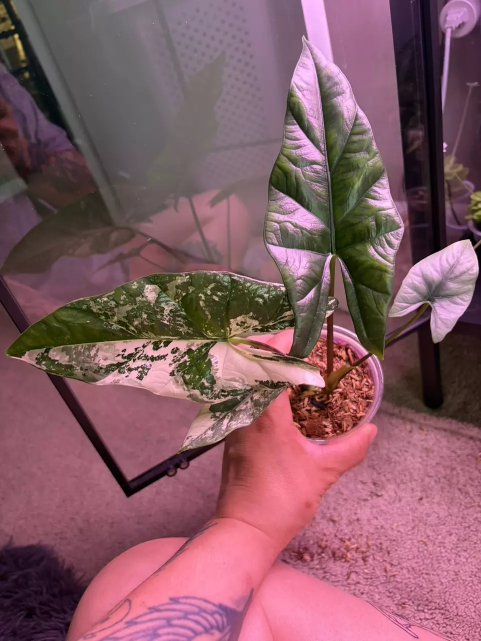 simpo albo alocasia thumbnail