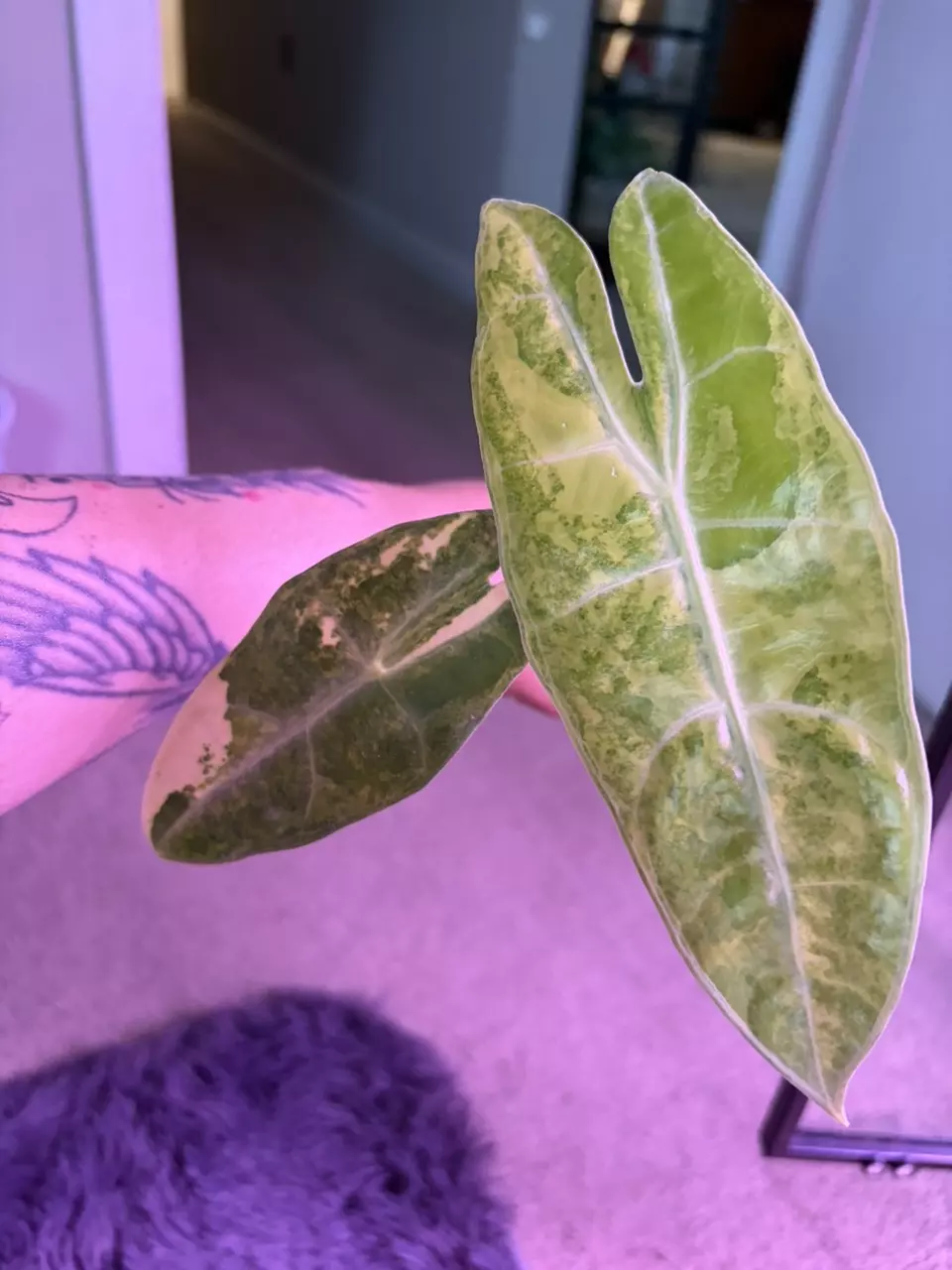 aurea longiloba alocasia with corms thumbnail