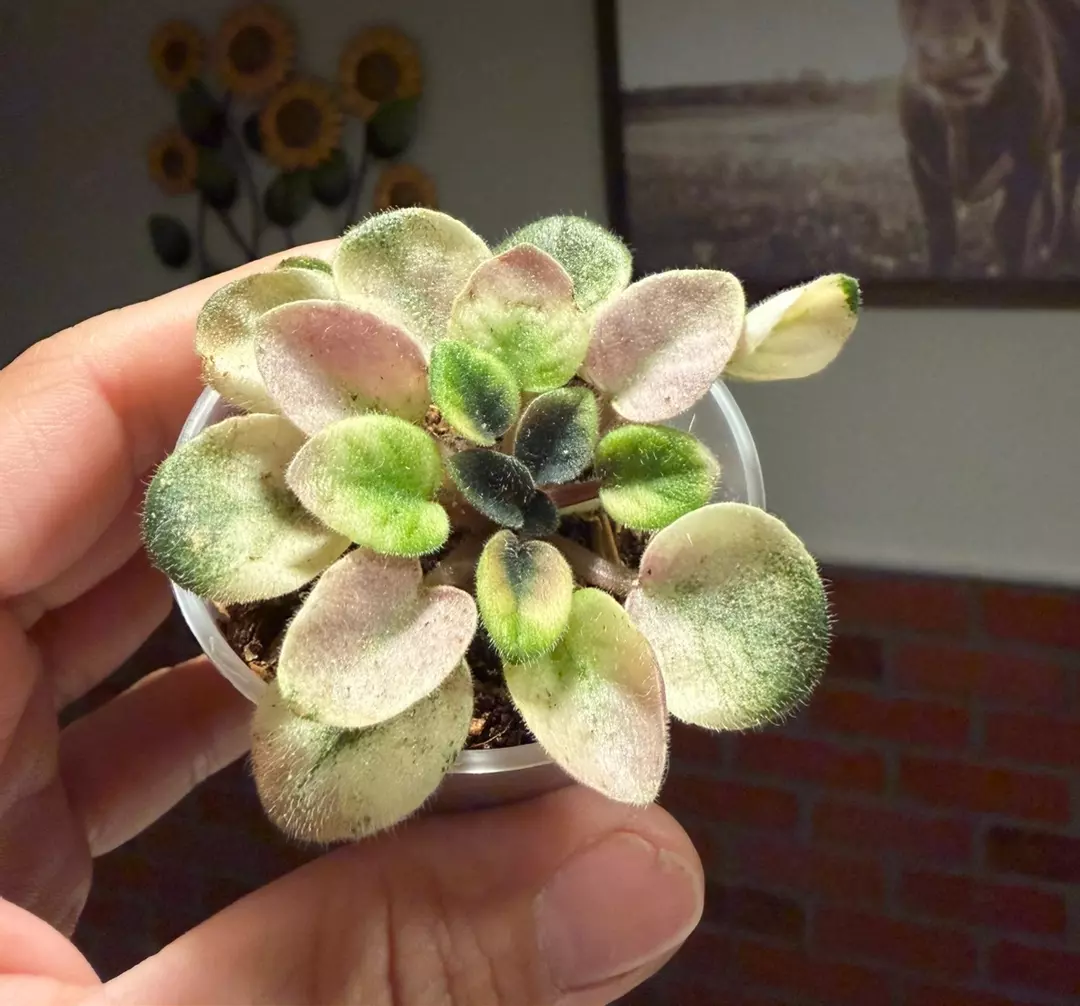 frosty bubble var African violet thumbnail