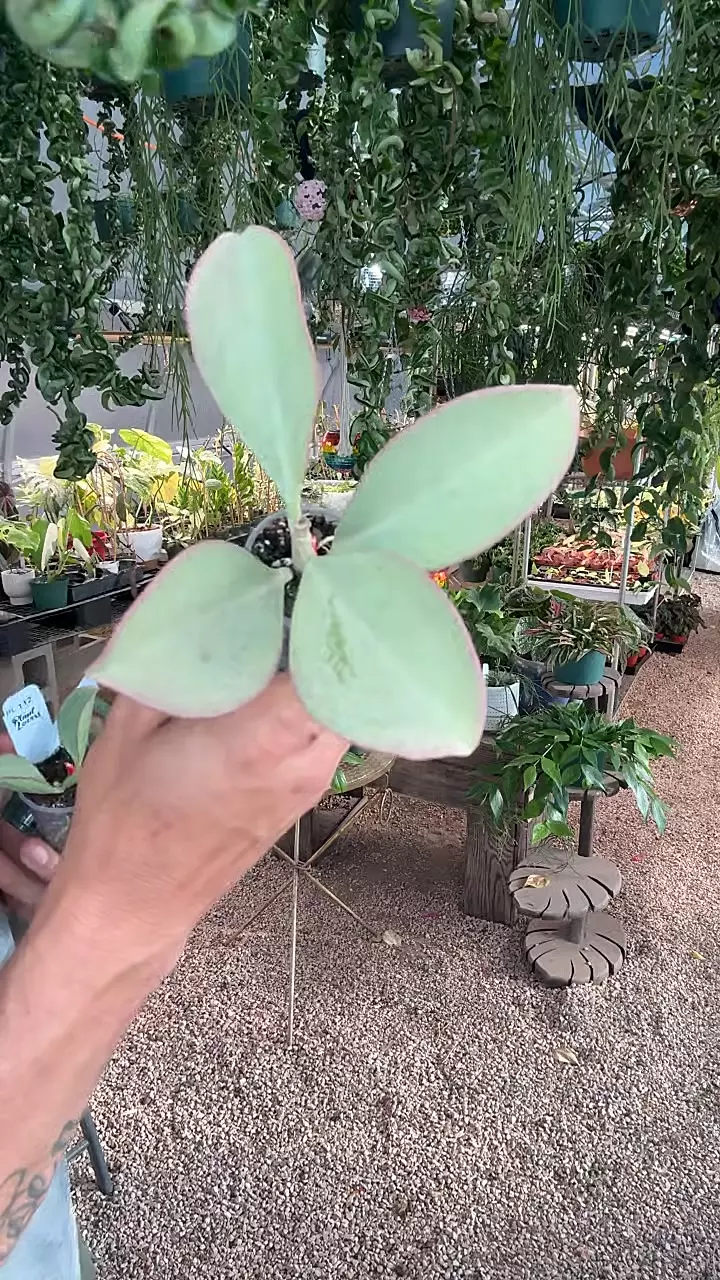 114: 4 Leaf Pachyclada Silver Rare thumbnail