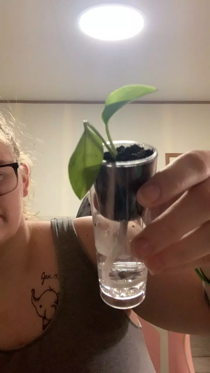 Pothos self watering cups thumbnail