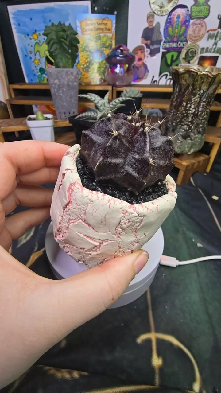 midnight crown clone in pink pot thumbnail