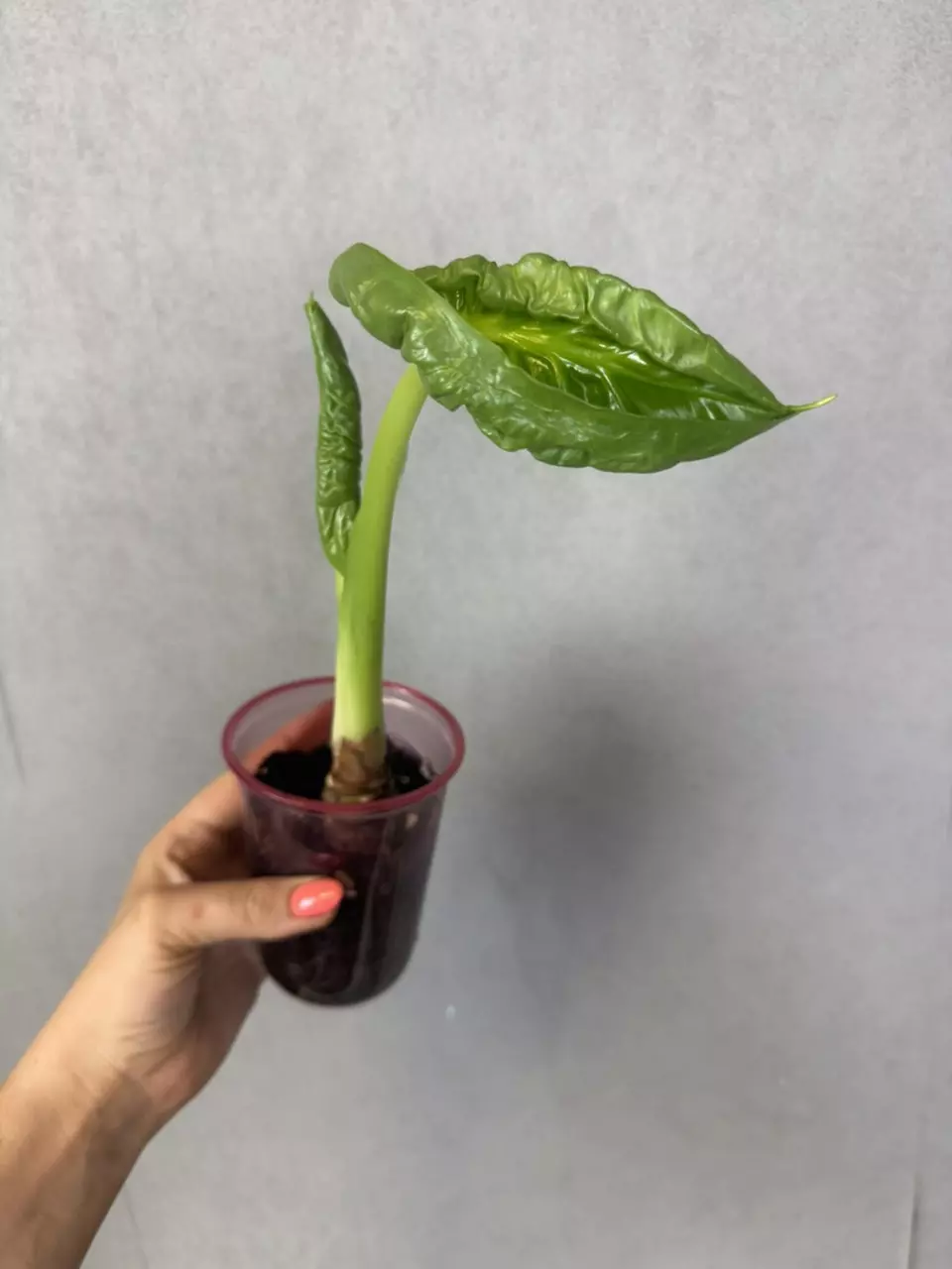 Alocasia Mahapatra thumbnail