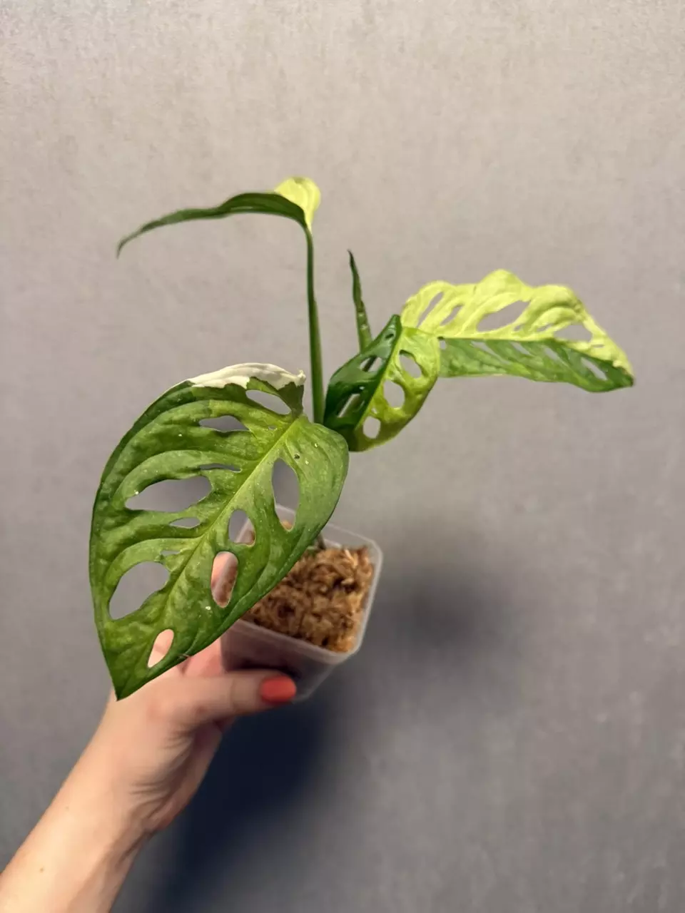 Monstera Adansonii Albo/Mint thumbnail