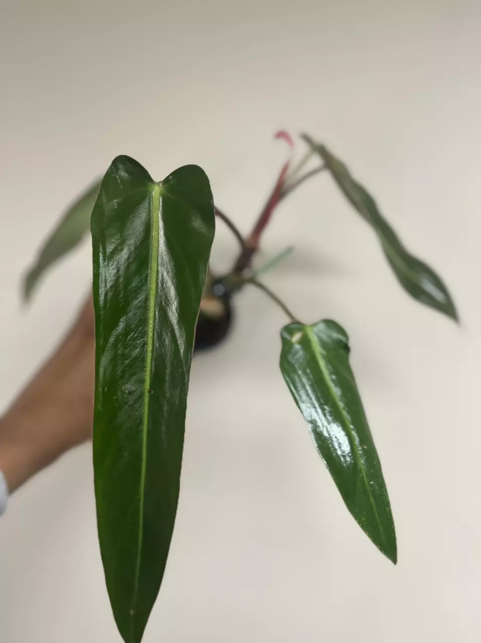 philodendron bernardopazii thumbnail