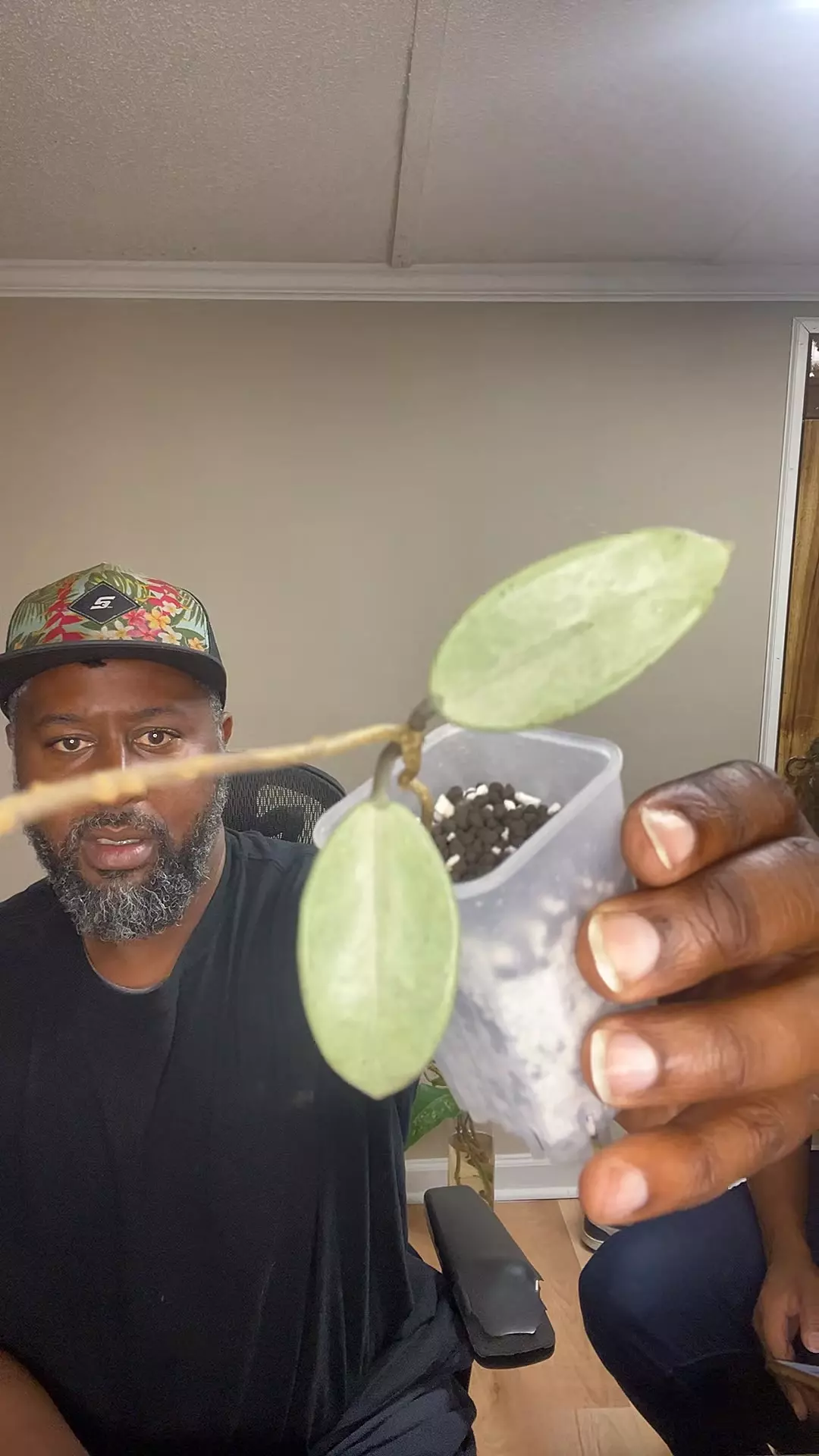 Hoya Wilbur graves silver thumbnail