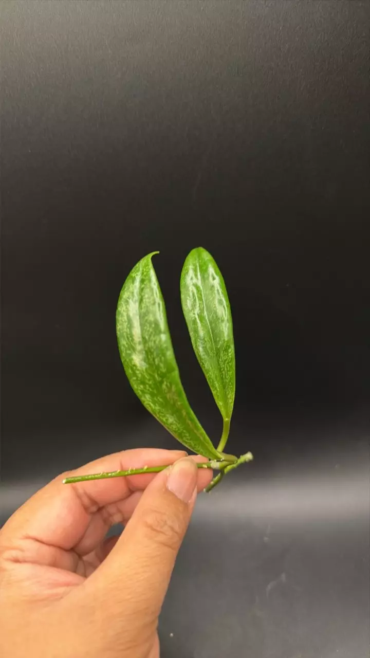 Hoya Jita Silver fresh Cutting #02 thumbnail